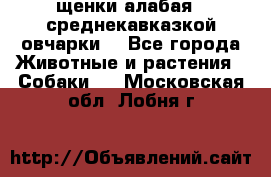 щенки алабая ( среднекавказкой овчарки) - Все города Животные и растения » Собаки   . Московская обл.,Лобня г.